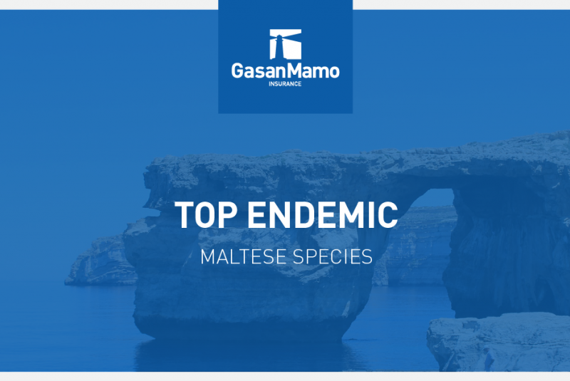 Top Endemic Species in Malta