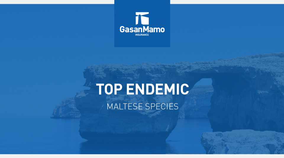 Top Endemic Species in Malta