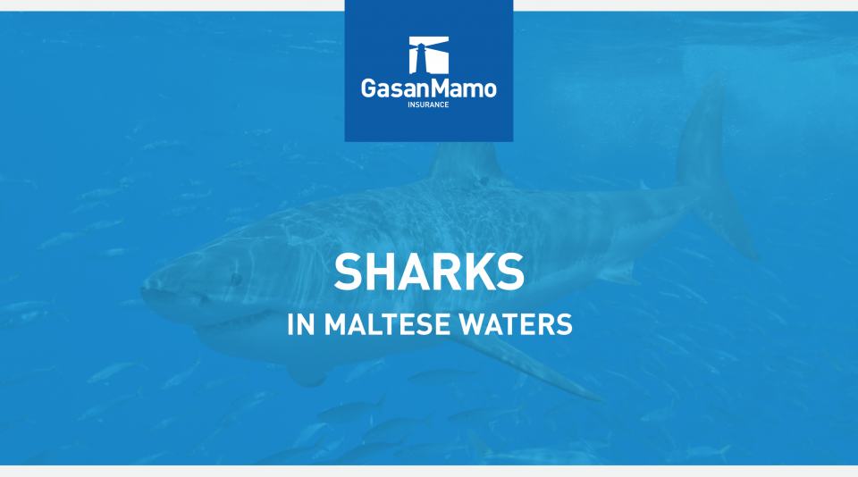 The Types of Sharks in Malta