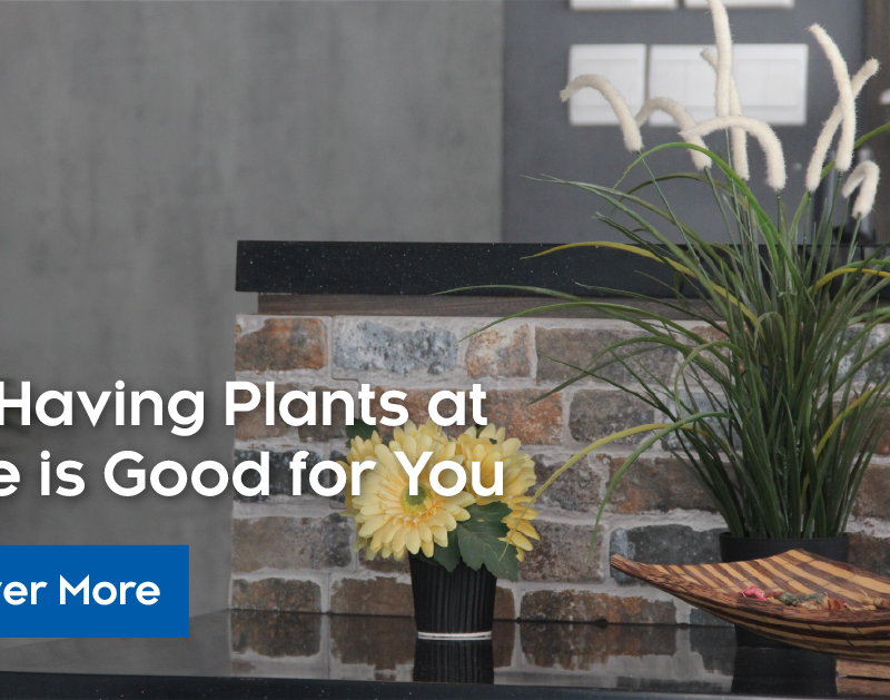 Why Having Flower Plants for Home is Good For You