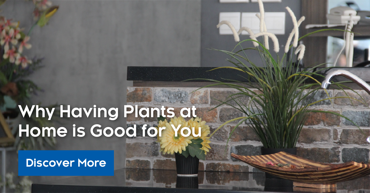 Why Having Plants at Home is Good For You